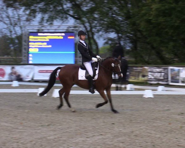 Reitturnier Ruhlsdorf 2024