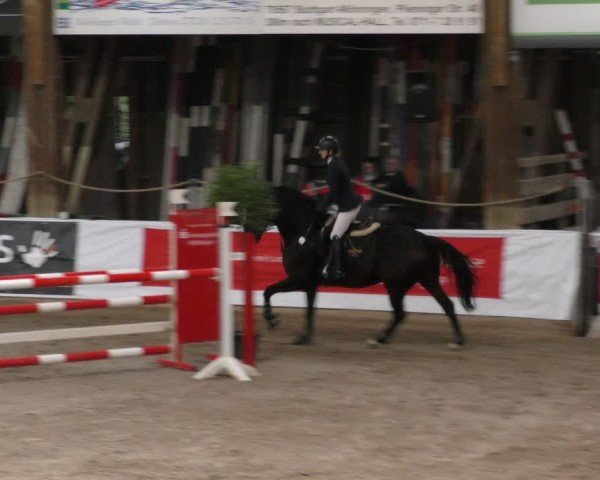 Reitturnier Böblingen 2024