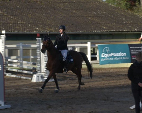 Reitturnier Teupitz 2024