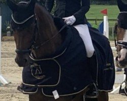 dressage horse Doris P (Westphalian, 2017, from De Quidam)