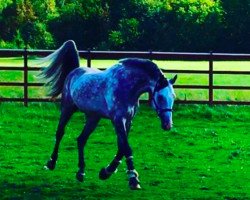 jumper Carido Z (Zangersheide riding horse, 2009, from Cayado 3)