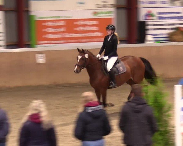 Reitturnier Behrendorf 2024