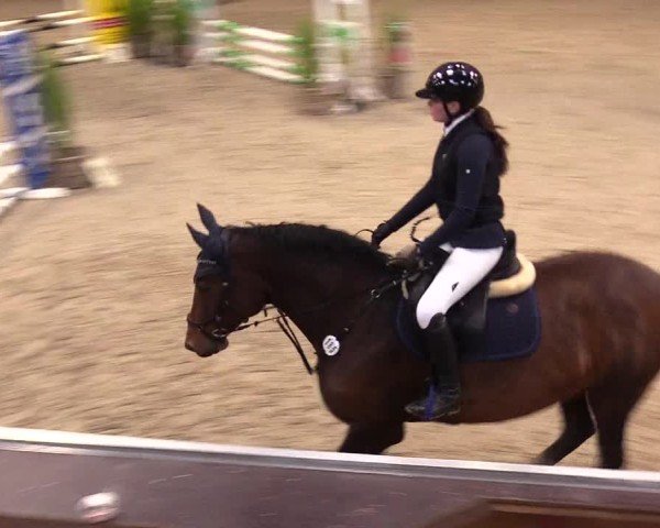 Reitturnier Behrendorf 2024