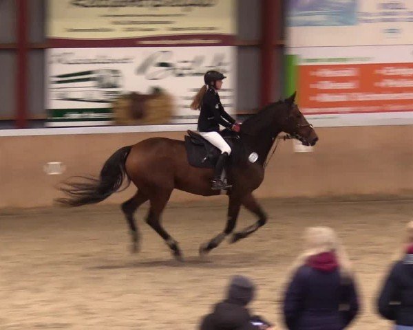 Reitturnier Behrendorf 2024