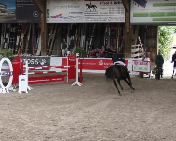 Reitturnier Böblingen 2024