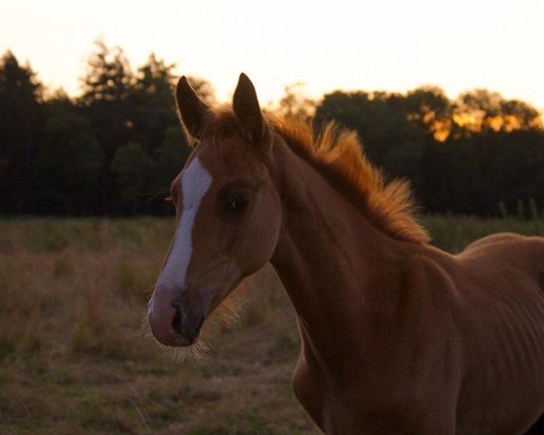 Pferd Cayo Perico (Deutsches Reitpferd, 2024, von Cellisto Ar)