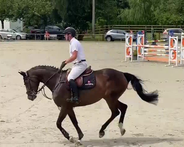 Reitturnier Neu Benthen 2024