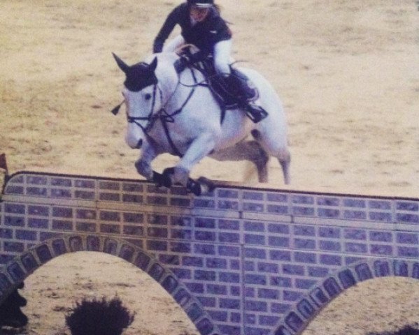 jumper Chester 103 (Holsteiner, 1999, from Carolus I)