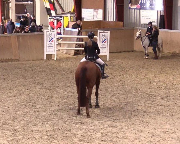 Reitturnier Behrendorf 2024