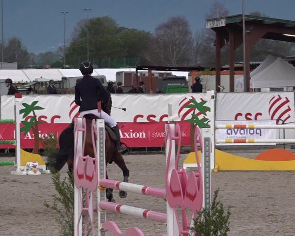 Reitturnier Giubiasco 2024