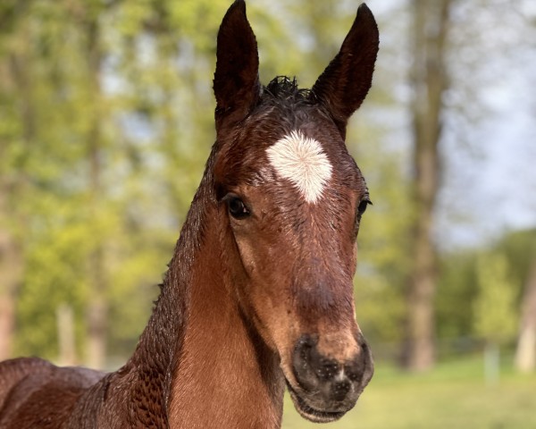 Pferd Havanero Z (Zangersheide Reitpferd, 2024, von Heart-Throb BS)