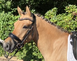 dressage horse Imala van de Heimeriete (Dutch Pony, 2015, from Oscar van de Heimeriete)