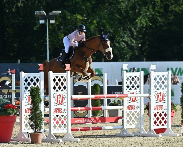 jumper Nightfever 16 (KWPN (Royal Dutch Sporthorse), 2018, from VDL Harley) jumper Nightfever 16 (KWPN (Royal Dutch Sporthorse), 2018, from VDL Harley)