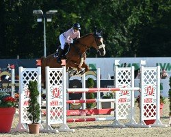 jumper Nightfever 16 (KWPN (Royal Dutch Sporthorse), 2018, from VDL Harley)