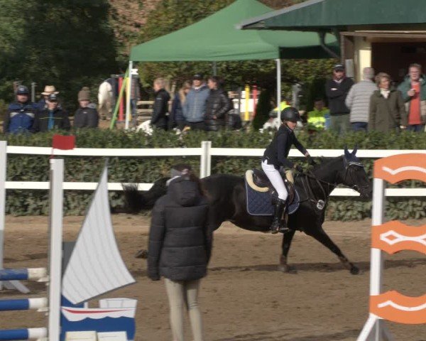 Reitturnier Teupitz 2024