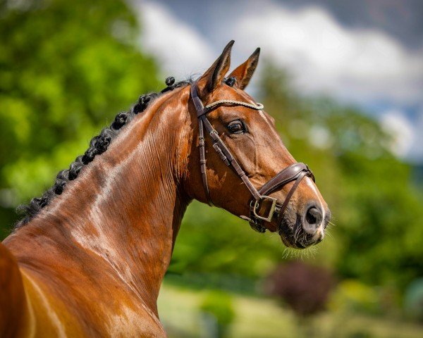 broodmare Vadeli (Oldenburg show jumper, 2017, from Voltaire)