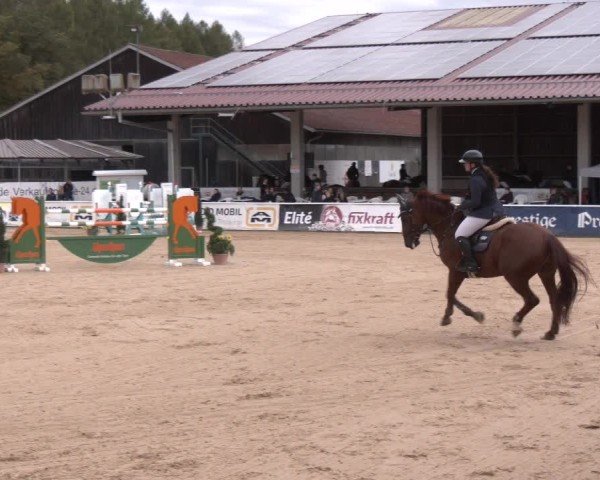 Reitturnier Ranshofen - Braunau am Inn 2024
