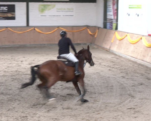 Reitturnier Salzkotten 2024