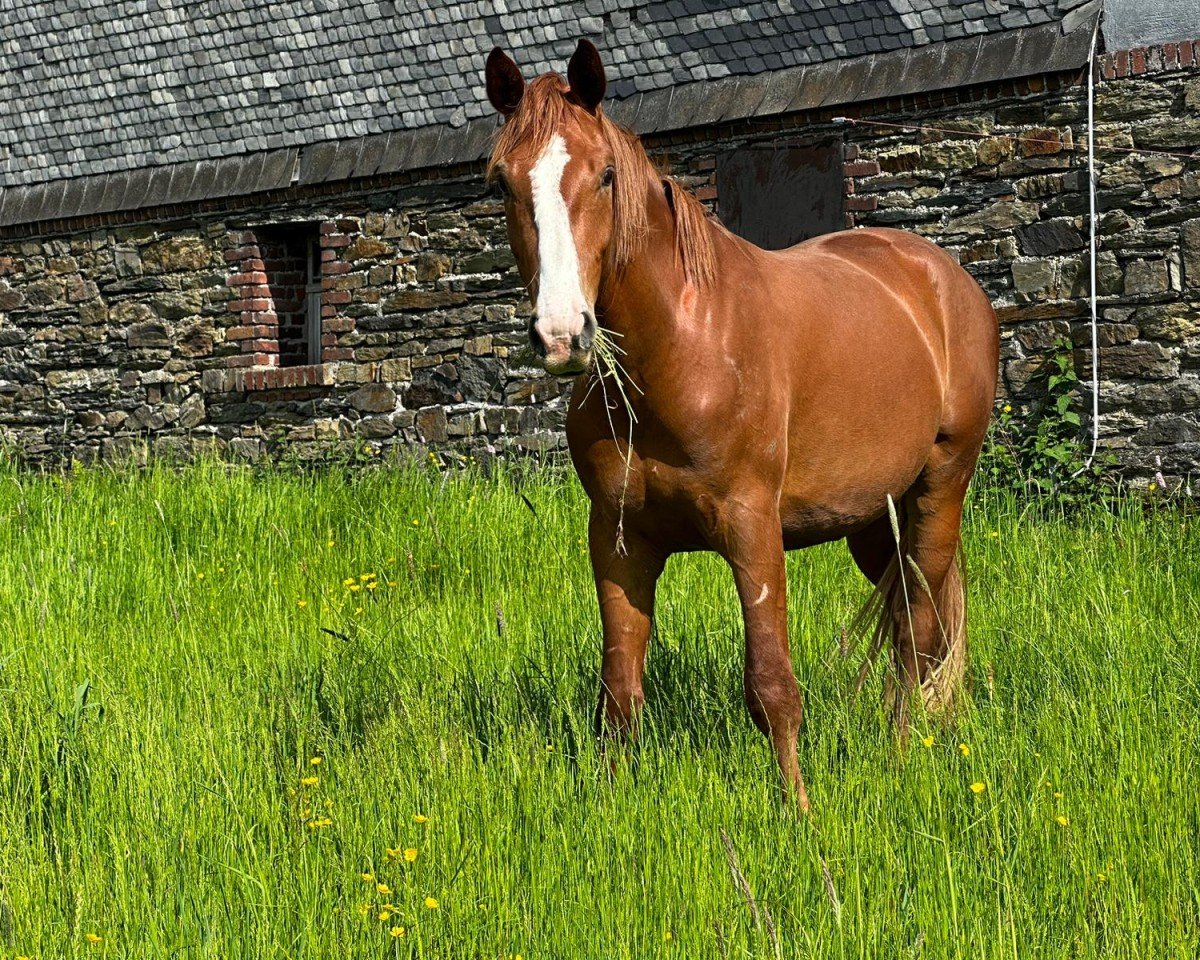 Pferd Scalar (Hannoveraner, 2021, von Scolari)