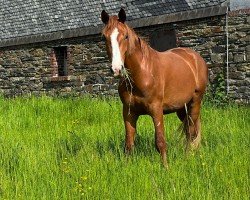 Pferd Scalar (Hannoveraner, 2021, von Scolari)