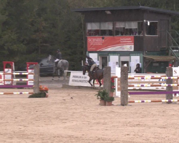 Reitturnier Ranshofen - Braunau am Inn 2024