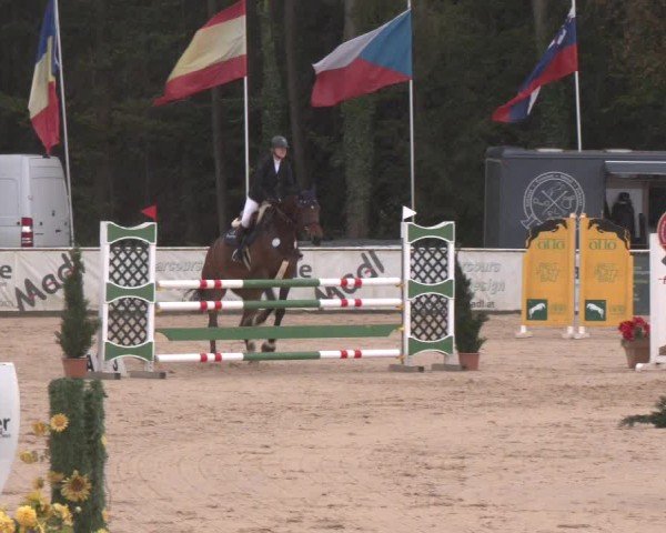 Reitturnier Ranshofen - Braunau am Inn 2024