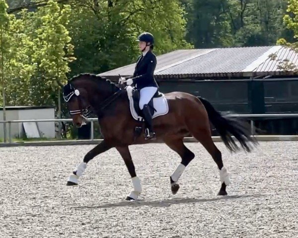 dressage horse Fabelhaft 32 (German Sport Horse, 2011, from Fürstenball) dressage horse Fabelhaft 32 (German Sport Horse, 2011, from Fürstenball)