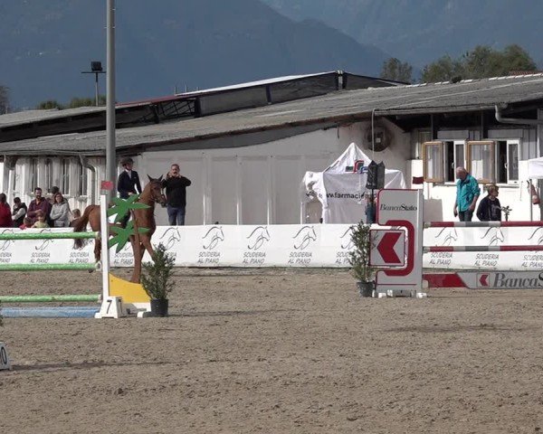 Reitturnier Giubiasco 2024