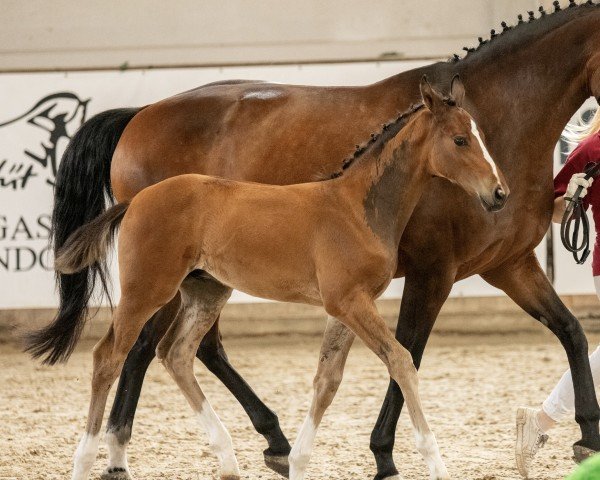 horse Diamond D'Amour S (German Sport Horse, 2023, from Democracy)