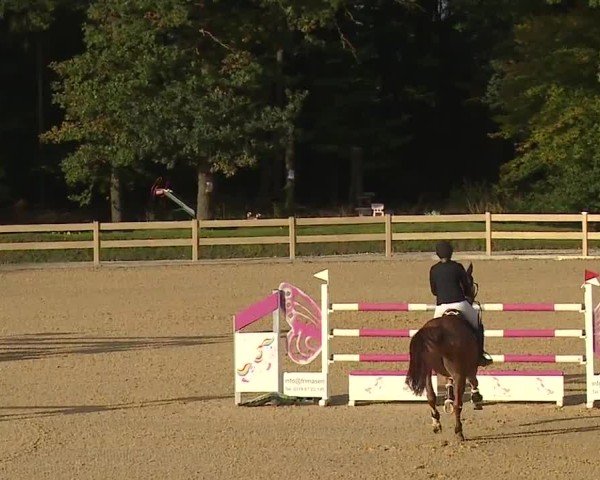 Reitturnier Tiefenhof/Opf. 2024