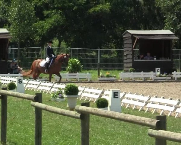 60. Lobbericher Reitsportfestival 01.-04.08.2013