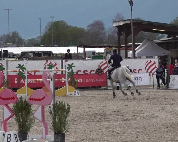 Reitturnier Giubiasco 2024