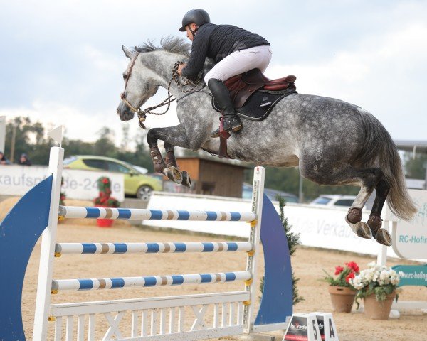 Springpferd Hedwig 12 (Oldenburger Springpferd, 2016, von HICKSTEAD WHITE)