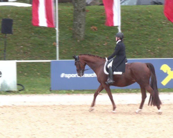 Reitturnier Stadl-Paura 2024