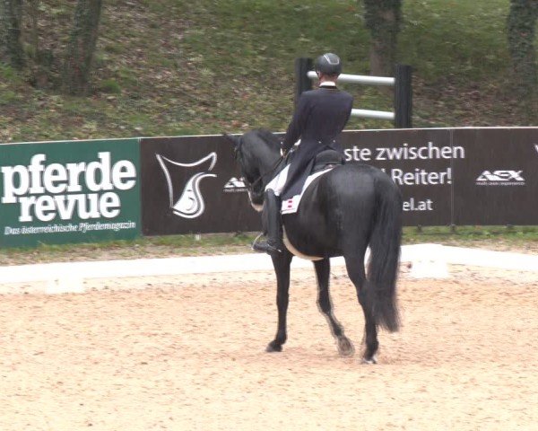 Reitturnier Stadl-Paura 2024