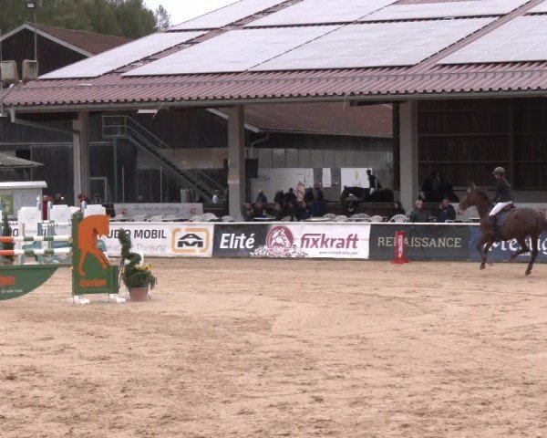 Reitturnier Ranshofen - Braunau am Inn 2024