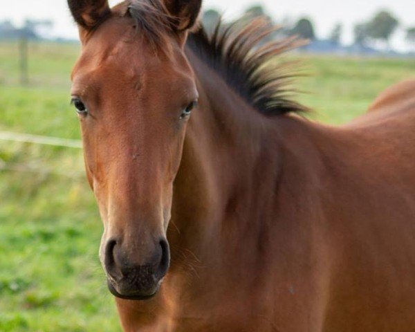 horse Honeygirl (Trakehner, 2018, from Undercover)