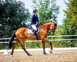 Cavallo da salto Valerio 25 (Westfale, 2013, di Valeron)