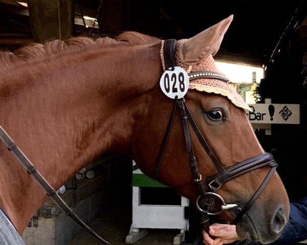 dressage horse Dancing Queen V (Hanoverian, 2019, from Dancier) dressage horse Dancing Queen V (Hanoverian, 2019, from Dancier)