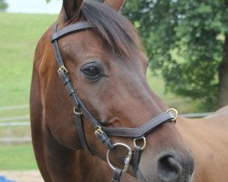 jumper Apeiron 6 (Hanoverian, 2001, from Adlantus As FRH)