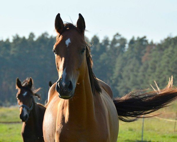 Pferd Vanir (Trakehner, 2022, von TSF Kros)