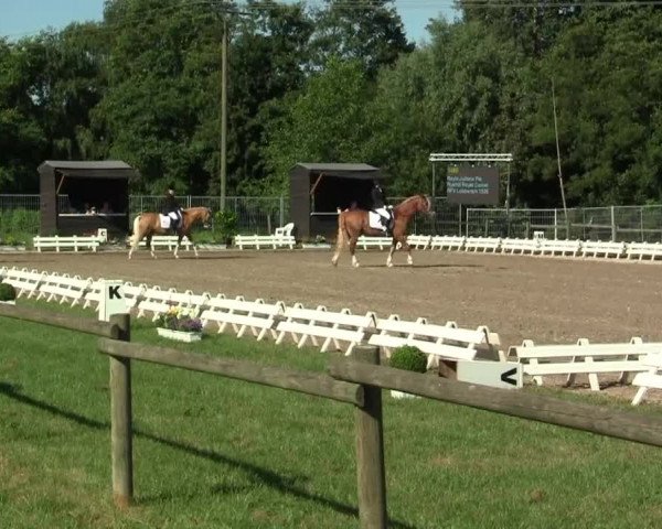 60. Lobbericher Reitsportfestival 01.-04.08.2013