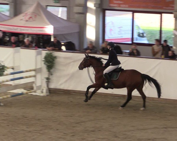 Reitturnier Prussendorf 2024