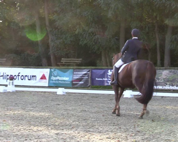 Reitturnier Ruhlsdorf 2024