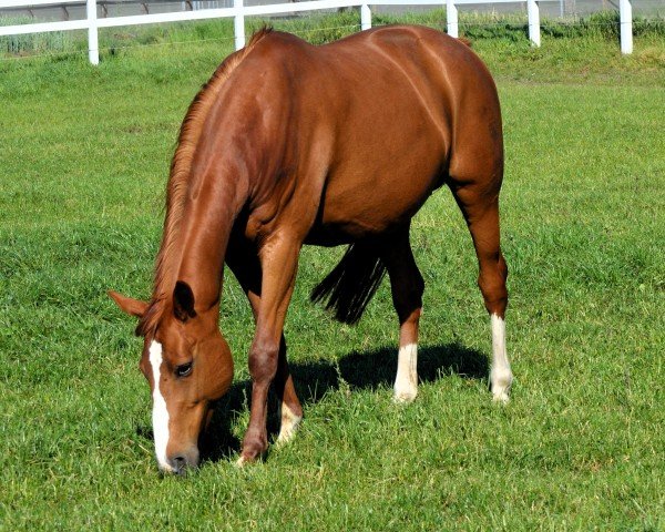 broodmare Feine Dame (Westphalian, 2004, from For Pleasure)