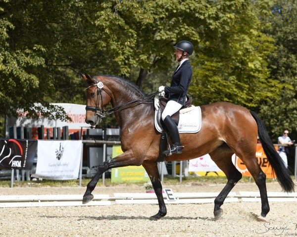 Dressurpferd Carioca 11 (Holsteiner, 2013, von Carrico) Dressurpferd Carioca 11 (Holsteiner, 2013, von Carrico)