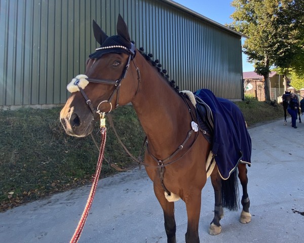 dressage horse Lordanius 3 (Holsteiner, 2016, from Lordanos)