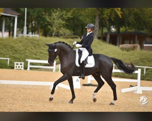 dressage horse Sympatico FH (Austrian Warmblood, 2019, from Secret)