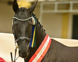 Deckhengst San Saleroso FH (Österreichisches Warmblut, 2022, von San Amour I)