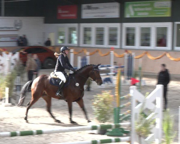 Reitturnier Salzkotten 2024